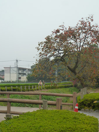11110505.jpg